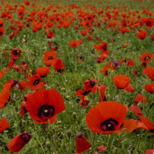 Papaver pannonicum